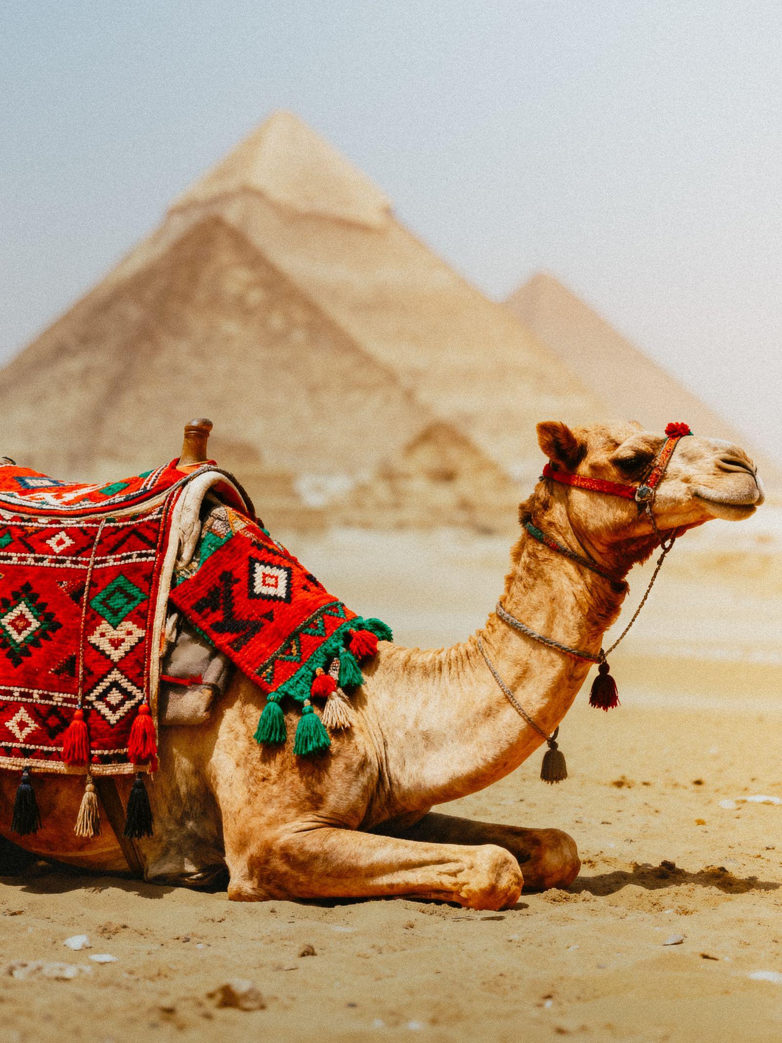 Égypte — Terre des Pharaons — 1