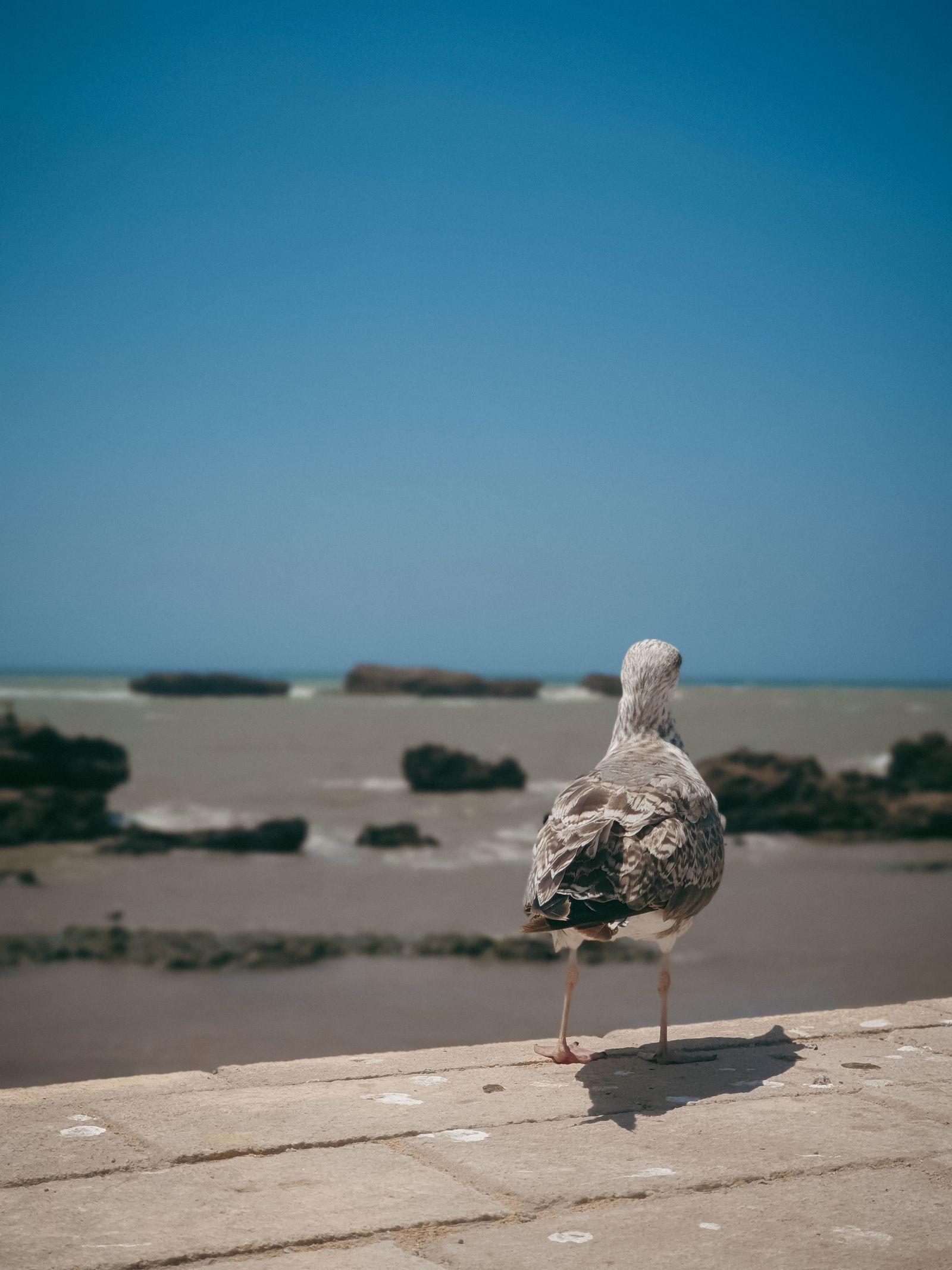 Essaouira